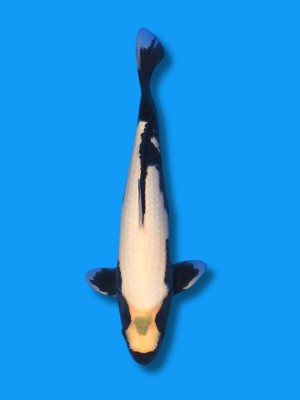 Matsukawabake | Koi&Co.